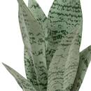 Plante artificielle en pot Cheri Plantes, vases Plantes artificielles