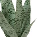 Plante artificielle en pot Cheri Plantes, vases Plantes artificielles