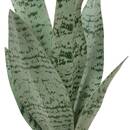 Plante artificielle en pot Cheri Plantes, vases Plantes artificielles