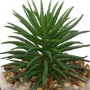 Terrarium Wilo Plantes, vases Plantes artificielles